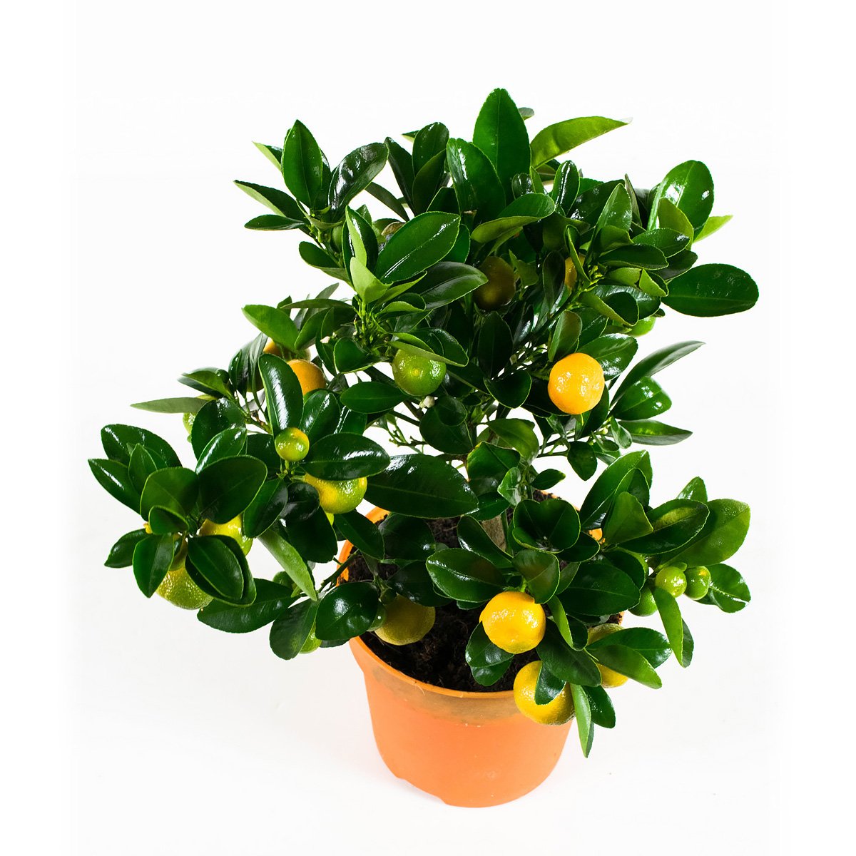 CALAMONDIN 35 CM